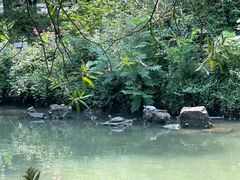-上海醉白池公园