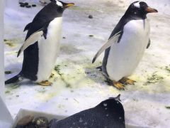 -芜湖新华联大白鲸海洋公园