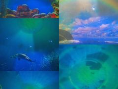 -烟台海昌鲸鲨海洋公园