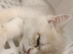 -lincat·猫舍(广州店)