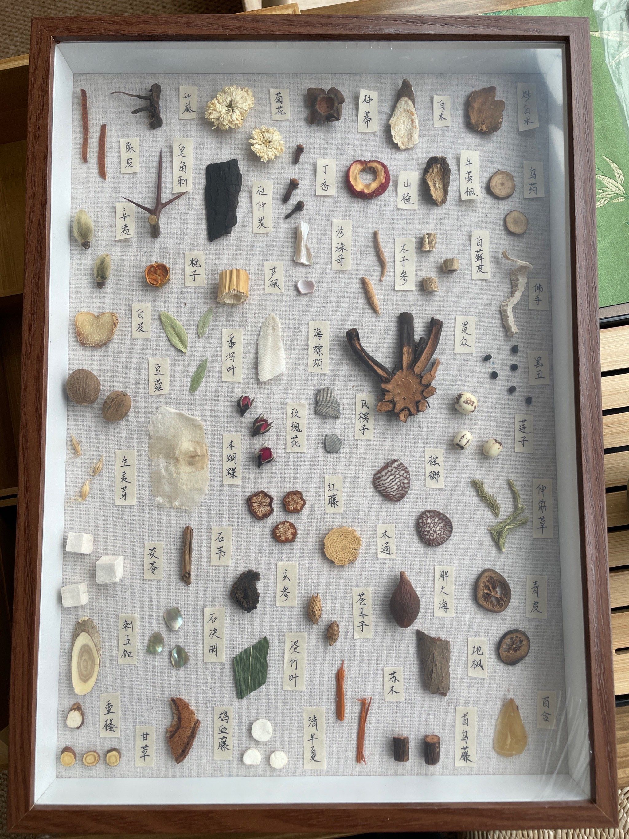 中药标本美学:把中药拼成一副画