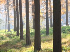 -黄海国家森林公园