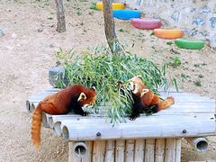 -大连森林动物园