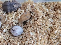 -怪兽屋·羊驼·猫咖·狗咖(俊华广场店)