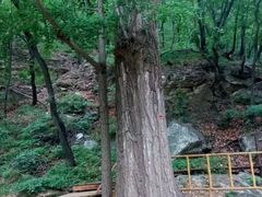 -北京上方山国家森林公园