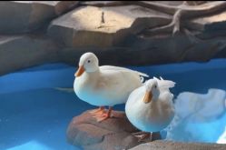 -萌宠亲子动物乐园(槐房万达店)