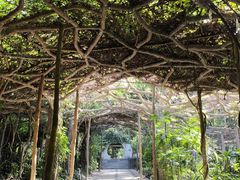 -广西壮族自治区药用植物园