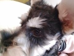 -汪喵宠物医院·骨科心脏影像·犬猫急重症ICU诊疗中心(成华分院)