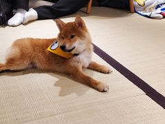 -逗柴咖啡屋·狗咖猫咖宠物桌游