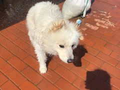 -趣玩宠物乐园寄养训犬训狗游泳池