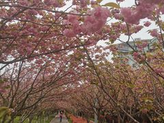 -高东镇樱花园