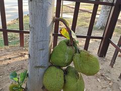 -三亚海棠湾万丽度假酒店