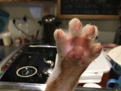 -猫的天空之城概念书店(西塘古镇店)