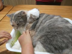 -藦茜花园宠物主题亲子互动体验馆(国顺东路店)