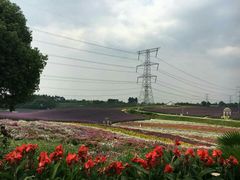 -紫颐香薰山谷景区