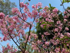 -桃花涧