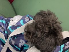 -顺强宠物诊所·狂犬免疫·夜诊·骨科(嘉定店)