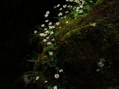 -龙苍沟森林公园