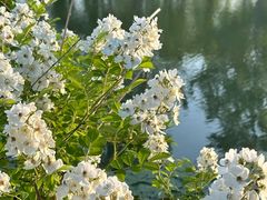 -泗洪洪泽湖湿地景区