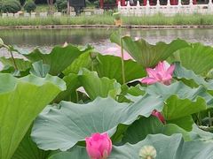 -西海子公园
