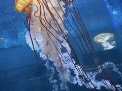 -海合安武汉极地海洋公园