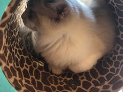 -飞行喵MR PILOT|猫舍·猫咖(静安大融城店)