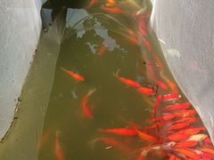 -碧江金楼