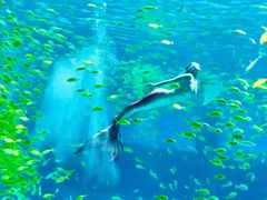 -瑞德姆美人鱼海底演艺主题餐厅(亚龙湾店)