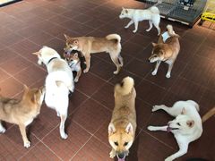 -柴犬高等学院·狗咖·柴犬售卖·宠物训练