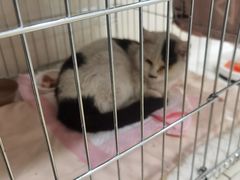 -乖乖乐动物医院(小汤山分院)