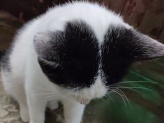 -猫咪博物馆(顶澳仔猫街店)