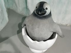-杭州长乔极地海洋公园