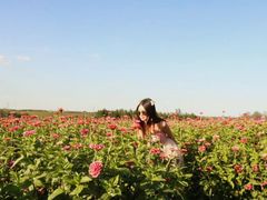 -莲花山花海