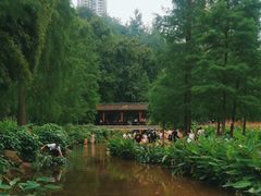 -重庆彩云湖湿地公园