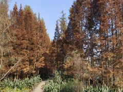 -桤木河湿地公园