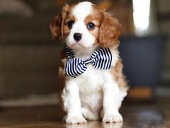 -萌宠之家·腊肠犬·马尔泰·小体犬舍