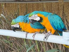 -西霞口神雕山野生动物世界
