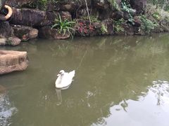 -呀诺达热带雨林