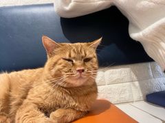 -平行世界·猫咖(首经贸店)