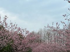 -自然谷恐龙园