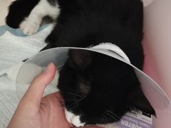 -芭比堂动物医院·犬猫全科·异宠专科(雁塔分院)