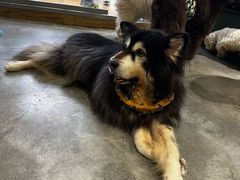 -more than meow吴止猫主题餐厅(承德 中船汇店)