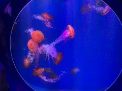 -海合安青岛极地海洋公园