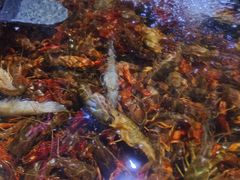 -聚盛源蒸汽海鲜火锅烤肉自助(巨川金海岸购物广场店)