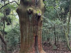 -天目山大树王景区