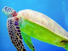 -苏州海洋馆