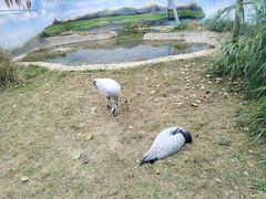 -成都动物园