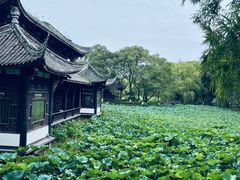-桂湖森林公园