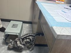 -半岛宠物医院24小时·内窥镜·牙科·碎石中心(府城大道店)