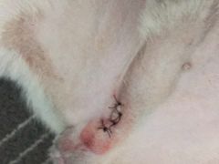 -骐奇宠物诊疗中心(南亭公路店)